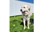 Adopt Max 40219 a Great Pyrenees / Mixed dog in Pocatello, ID (41478246)