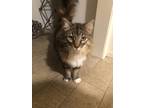 Adopt Snickers a Brown Tabby Domestic Longhair / Mixed (long coat) cat in