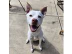 Adopt Jojo a White - with Tan, Yellow or Fawn American Pit Bull Terrier / Husky