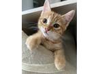 Adopt Little Boy a Orange or Red Tabby Tabby / Mixed (short coat) cat in Los