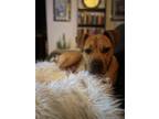 Adopt Molly a Brown/Chocolate - with White Staffordshire Bull Terrier / Mixed