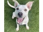 Adopt Meek a White - with Brown or Chocolate Mutt / Mixed dog in McKinney