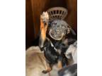 Adopt Cee Cee a Catahoula Leopard Dog / Labrador Retriever / Mixed dog in