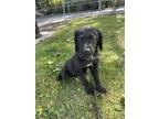 Adopt Puma a Black Labradoodle / Mixed dog in Oceanside, CA (41498868)