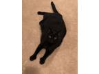 Adopt Brendan a All Black Polydactyl/Hemingway / Mixed (short coat) cat in San