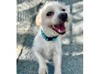 Adopt Mochi a White Terrier (Unknown Type, Medium) / Mixed dog in Oakland