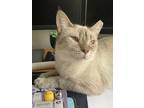 Adopt Helicopter a Siamese / Mixed cat in Stouffville, ON (41487253)