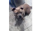 Adopt Rubble a Brown/Chocolate - with White American Pit Bull Terrier / French