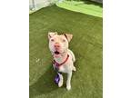 Adopt Fendi a Pit Bull Terrier, Mixed Breed