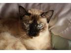 Adopt Chimol a Gray or Blue Siamese / Mixed (short coat) cat in Miami