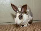Adopt Sweetgrass a Mini Rex, Bunny Rabbit