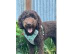 Adopt Fezzik a Brown/Chocolate Goldendoodle / Mixed dog in Port Townsend