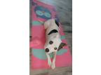 Adopt Cruella a White - with Brown or Chocolate American Pit Bull Terrier /