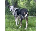 Adopt Bluebelle a Mixed Breed