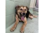 Adopt Katie a Mixed Breed