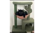 Adopt Kitty a All Black Domestic Shorthair / Mixed (short coat) cat in Ofallon