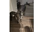 Adopt Tyson a Brindle Dutch Shepherd / American Pit Bull Terrier / Mixed dog in