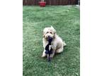 Adopt Romeo a Tan/Yellow/Fawn - with White Labradoodle / Mixed dog in Frisco