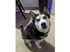 Adopt Kita a Black - with White Husky / Mixed dog in Overland Park