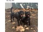 Adopt Shorty a Black - with White Terrier (Unknown Type, Small) / Terrier