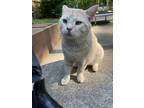 Adopt Scooby a Cream or Ivory (Mostly) British Shorthair / Mixed (short coat)