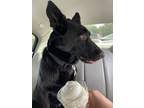 Adopt Prince a Black German Shepherd Dog / Mixed dog in New Castle