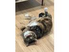 Adopt Autumn a Spotted Tabby/Leopard Spotted Bengal / Mixed (medium coat) cat in