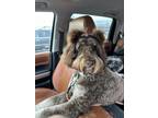 Adopt Millie a Brown/Chocolate Goldendoodle / Mixed dog in Kalispell