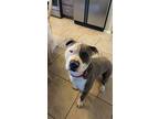 Adopt Canelo a Gray/Silver/Salt & Pepper - with White American Pit Bull Terrier