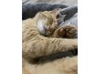 Adopt Miss Kitty a Orange or Red American Shorthair / Mixed (short coat) cat in