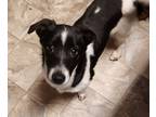Adopt Joe Terrier a Jack Russell Terrier / Mixed Breed (Small) / Mixed dog in