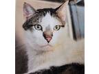 Adopt Popi a Black & White or Tuxedo Domestic Shorthair / Mixed (short coat) cat