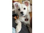 Adopt Moose a White Husky / Pug / Mixed dog in Charlotte, NC (41498606)