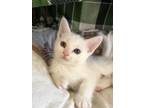 Adopt Noah!! a White Domestic Shorthair (short coat) cat in san diego