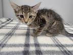 Adopt Willow a Domestic Shorthair / Mixed (short coat) cat in Angola
