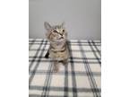 Adopt Spruce a Domestic Shorthair / Mixed (short coat) cat in Angola