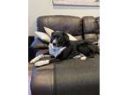 Adopt Doc a Black - with White Border Collie / Treeing Walker Coonhound / Mixed