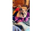 Adopt Freya a Calico or Dilute Calico Siamese / Mixed (medium coat) cat in
