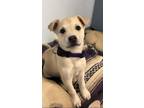 Adopt Lady a Tan/Yellow/Fawn - with White Mixed Breed (Medium) / Mixed dog in