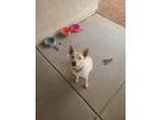 Adopt Quincy a White - with Tan, Yellow or Fawn Australian Cattle Dog / Mutt /