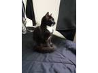 Adopt Mochie a Black & White or Tuxedo Domestic Longhair / Mixed (long coat) cat