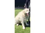 Adopt Poulet a White - with Tan, Yellow or Fawn Great Pyrenees / Mixed dog in
