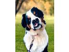 Adopt Bernard a Tricolor (Tan/Brown & Black & White) Bernese Mountain Dog /
