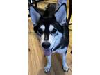 Adopt Sitka a Black - with White Husky / Mixed dog in Portland, OR (41498387)