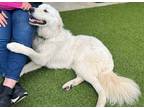 Adopt Odie SAT a White Maremma Sheepdog / Great Pyrenees / Mixed dog in