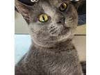 Adopt Smudge a Gray or Blue (Mostly) Domestic Shorthair cat in Steinbach