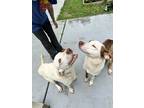 Adopt Ace a White American Pit Bull Terrier / Siberian Husky / Mixed dog in Wake