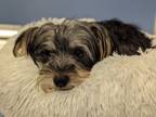 Adopt Legacy a Yorkshire Terrier