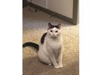 Adopt Bruno a White (Mostly) Tabby / Mixed (medium coat) cat in Charlotte