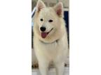 Adopt Gigi a White Samoyed / Mixed dog in North Providence, RI (41498358)